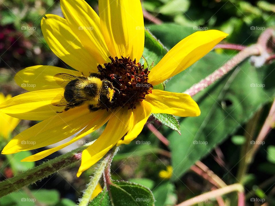 Bumblebee on yellow flower 