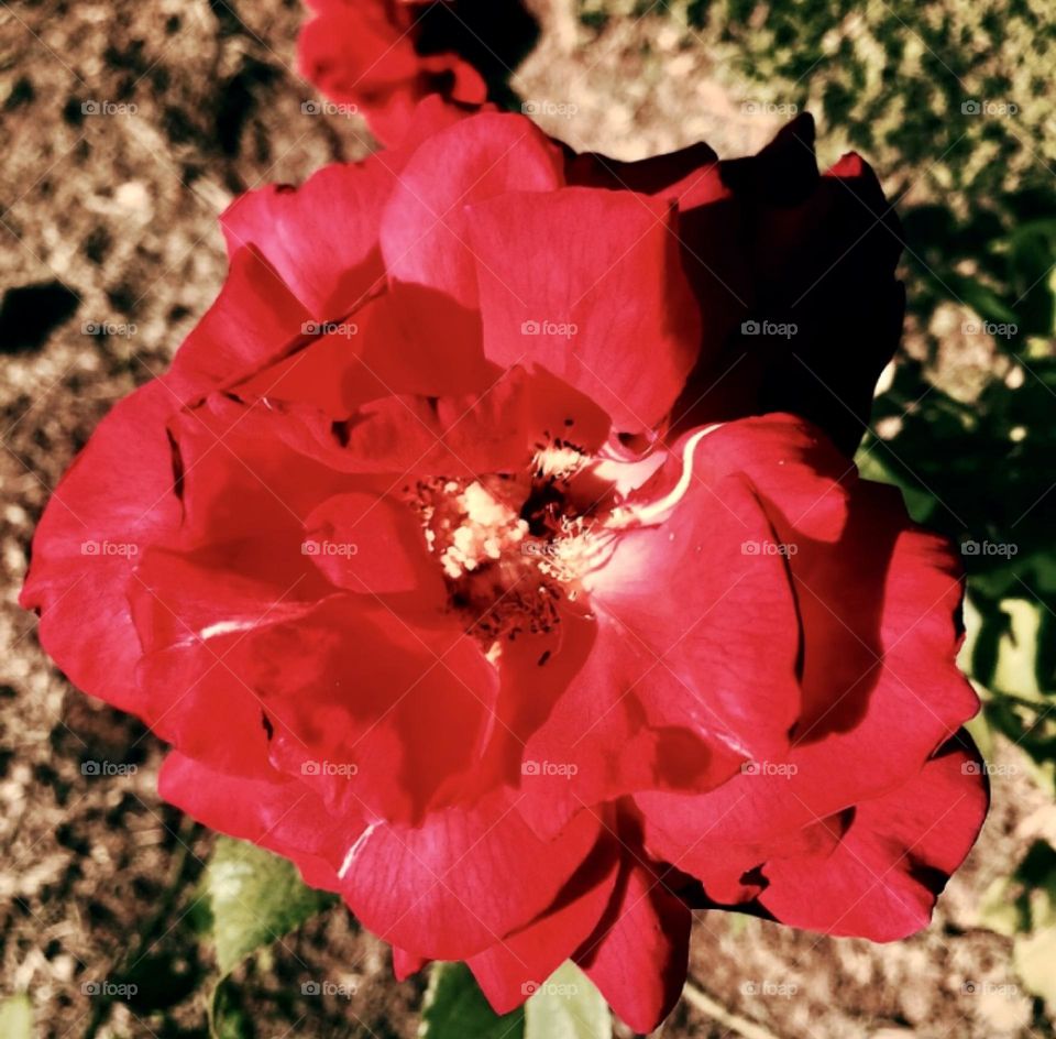 🌹 🇺🇸 Very beautiful flowers to brighten our day.  Live nature and its beauty. Did you like the delicate petals? / 🇧🇷 Flores muito bonitas para alegrar nosso dia. Viva a natureza e sua beleza. Gostaram das pétalas delicadas? 