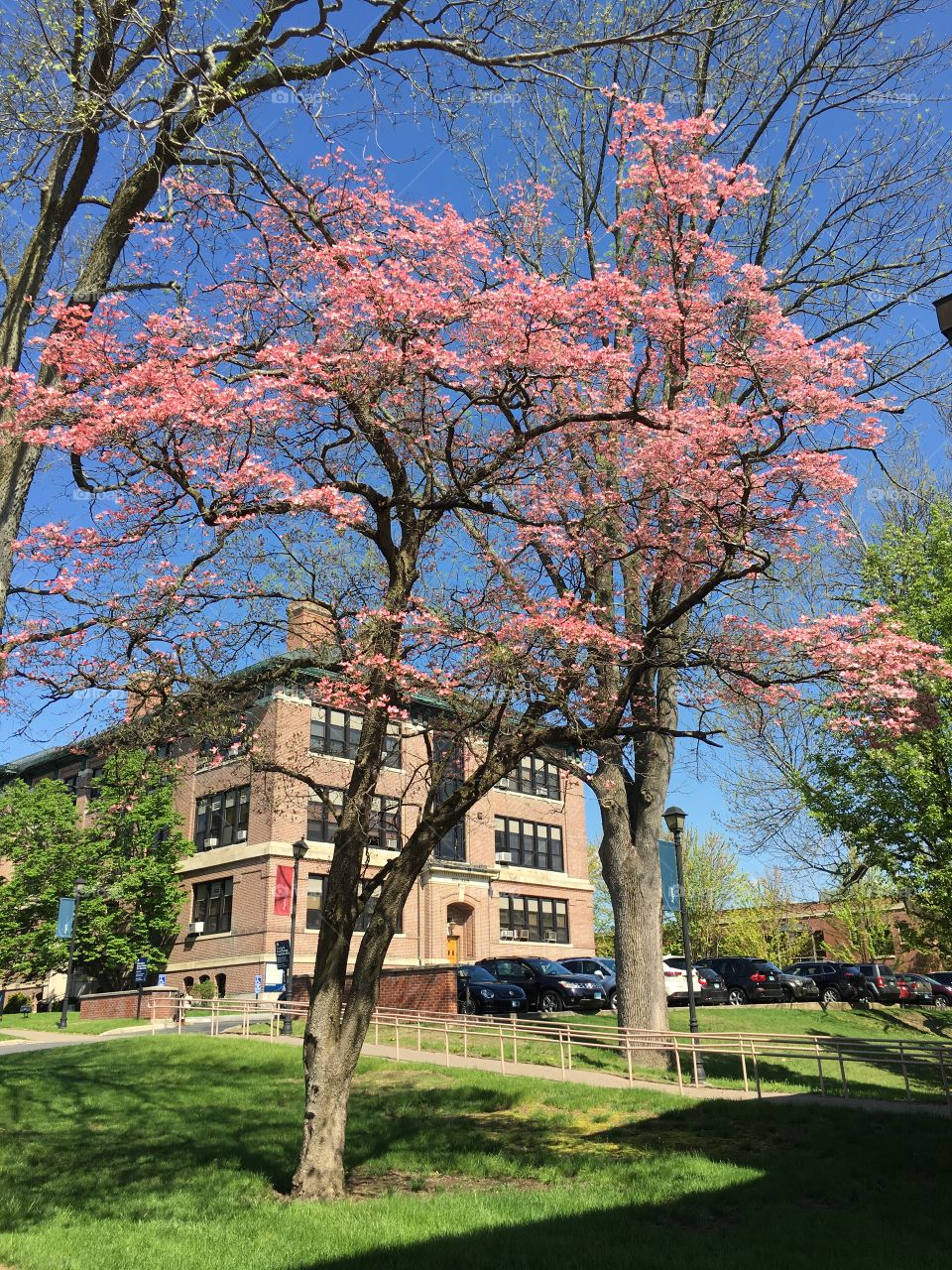 Dogwood at WCSU