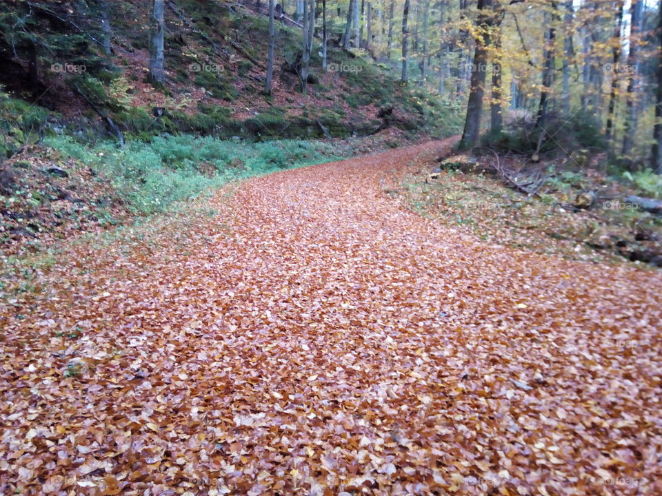 Herbst in Schwarzwald