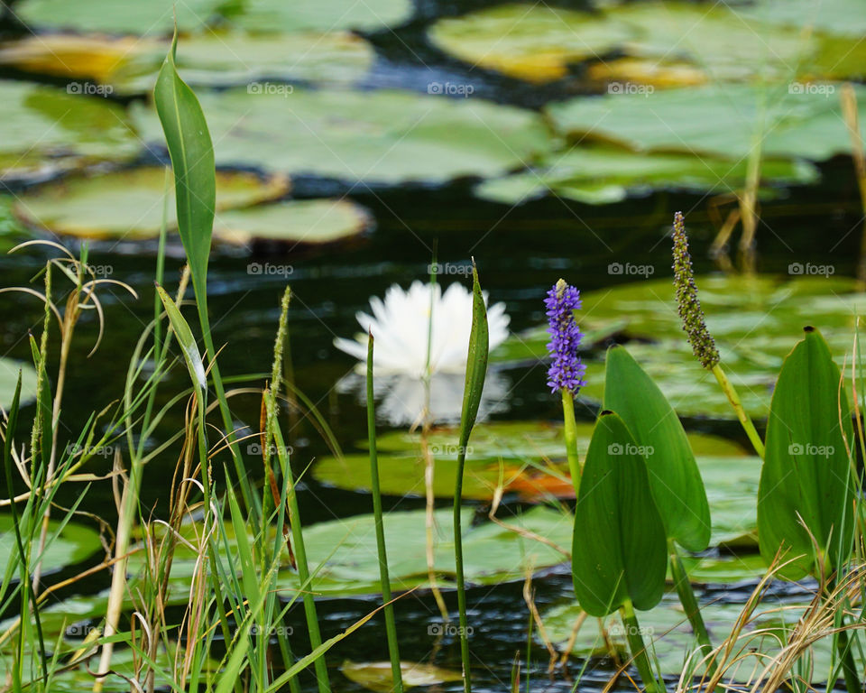 Flowers and lily pads on the river