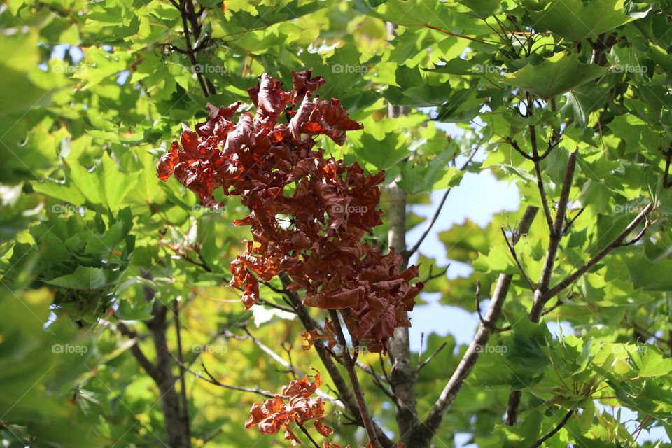 Plane tree brown leaf