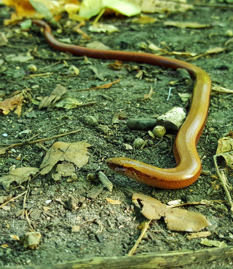 slowworm