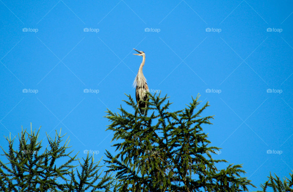 A large heron sits on the very top of a tree