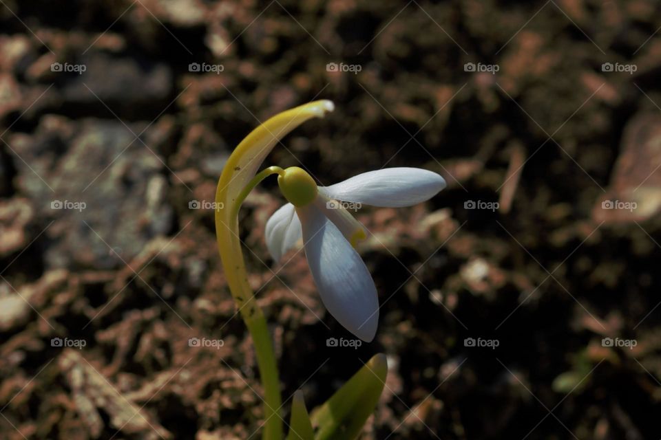 A beautiful and gentle white flower.