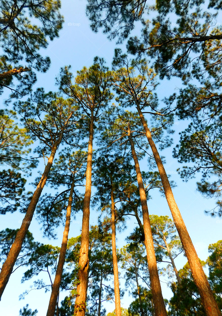 A Forest in every season! The forest's smell was fresh and organic! You could hear rustling as the wildlife scattered as the twigs were crunching under my feet. The trees were the towers of the forest. There are forests for all four seasons which display their own individual characteristics!