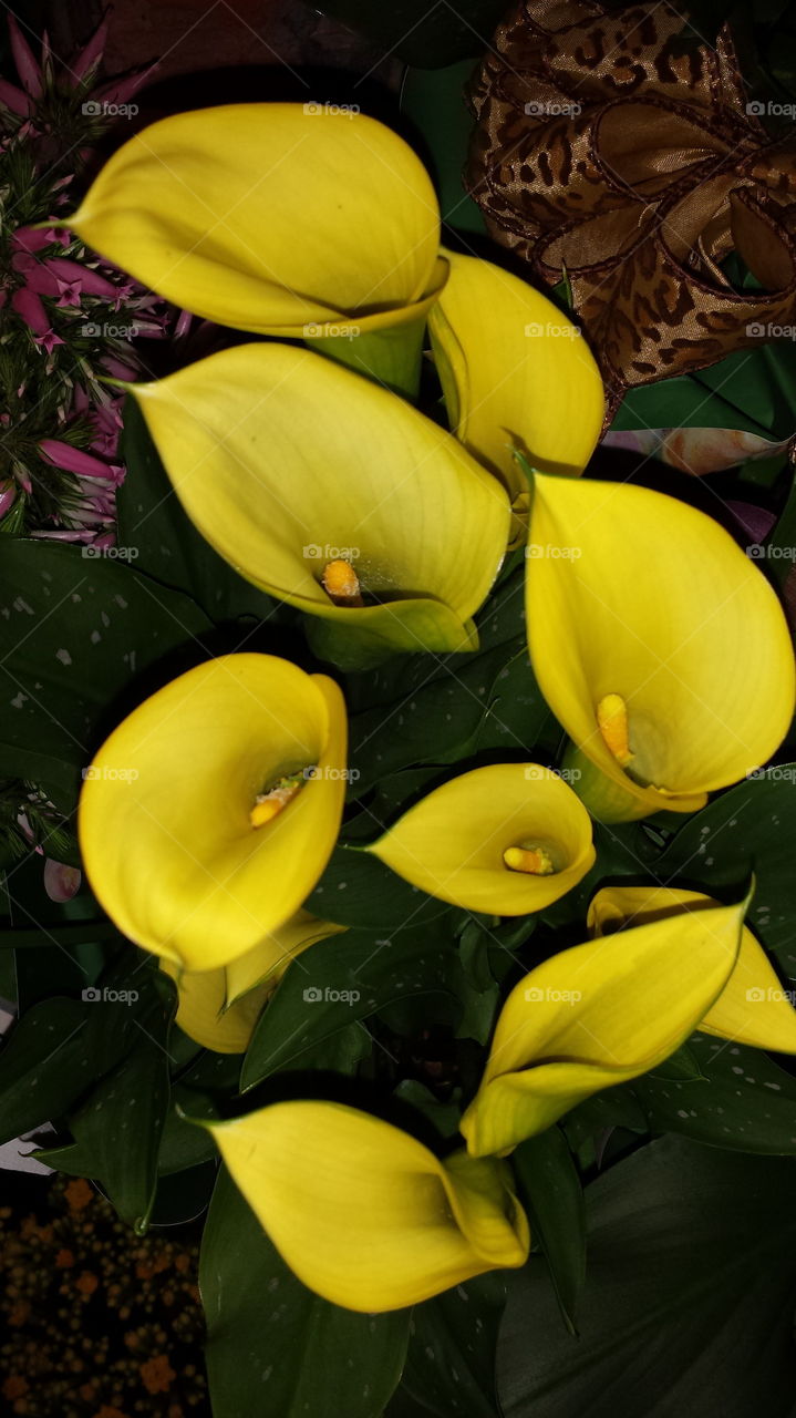 Bright yellow calla lily flowers