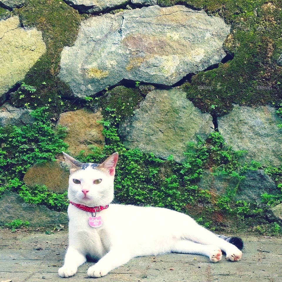 A female cat relaxing on block with natural stones wall as the background. She wearing a pink collar with her name in it.