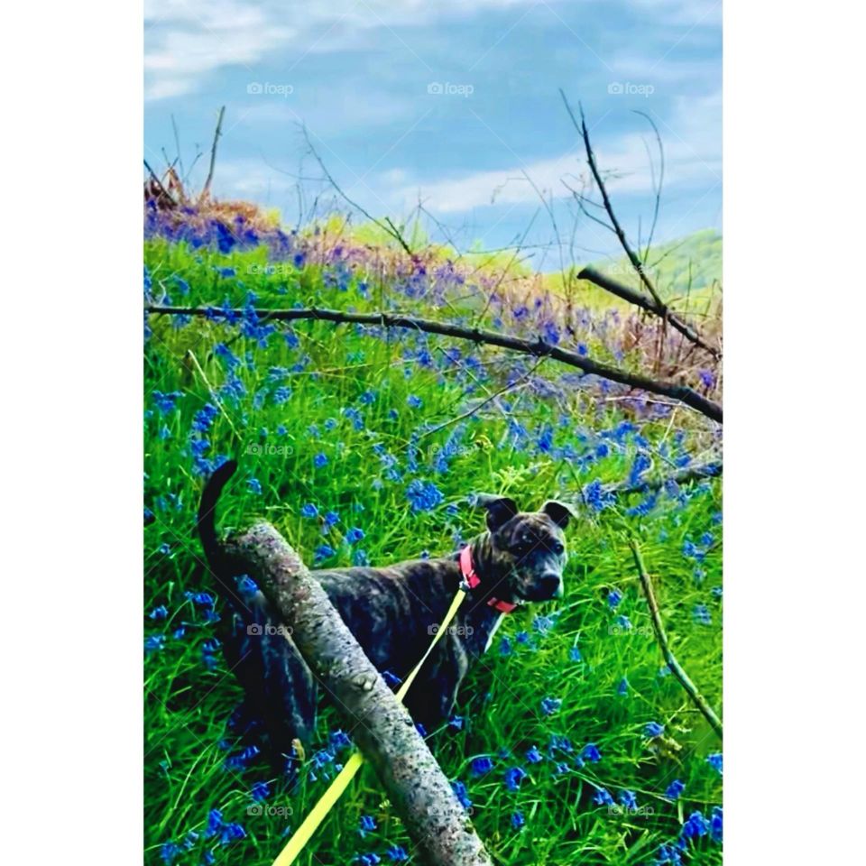 Just a staffy jumping through the bluebells 🏴󠁧󠁢󠁳󠁣󠁴󠁿