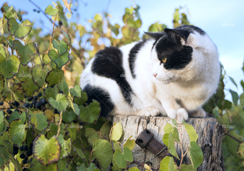 Black and white cat crouched on a post amonst the foliage on grapevines.