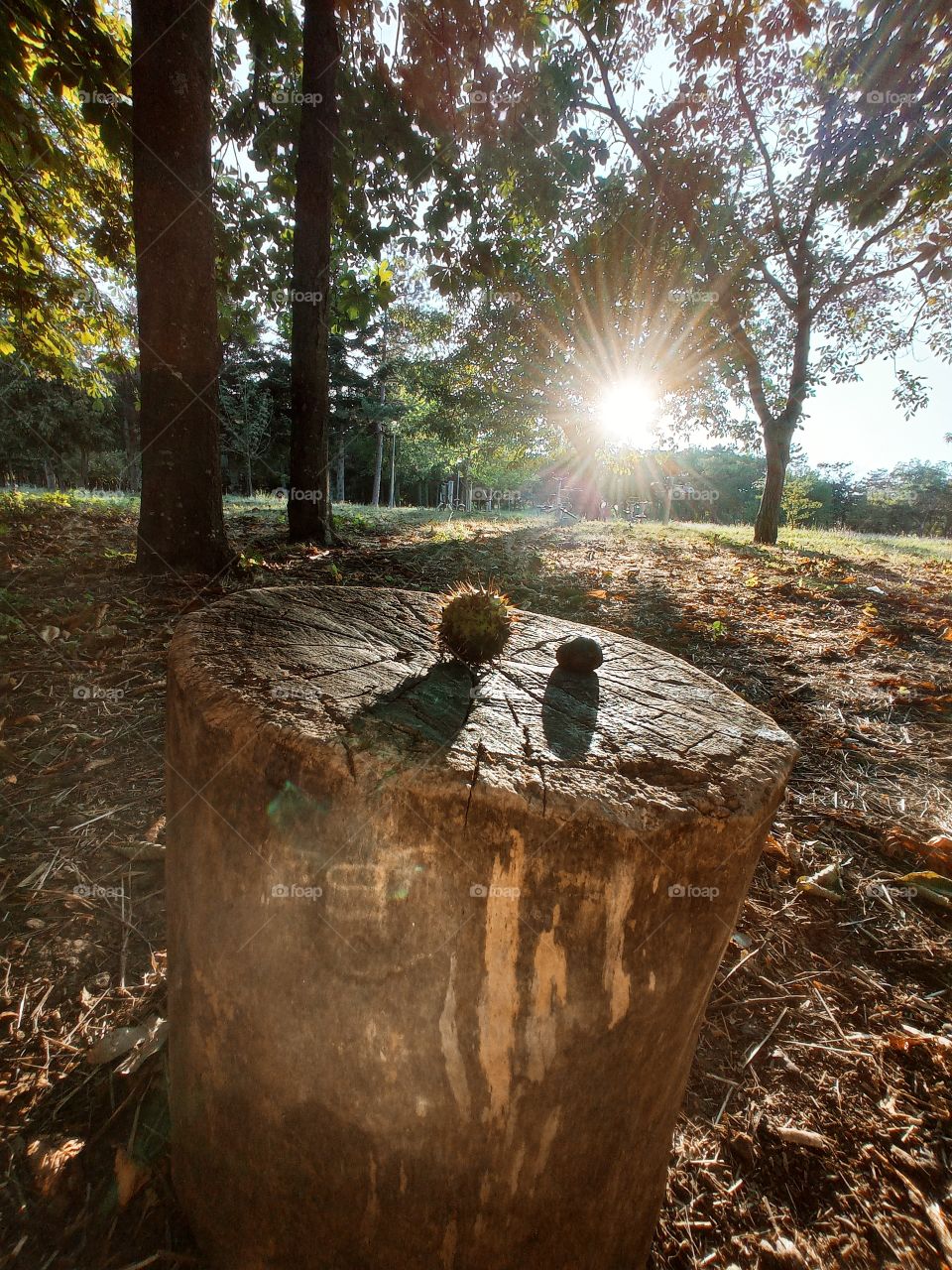 Chestnut on a tree stump under the setting sun