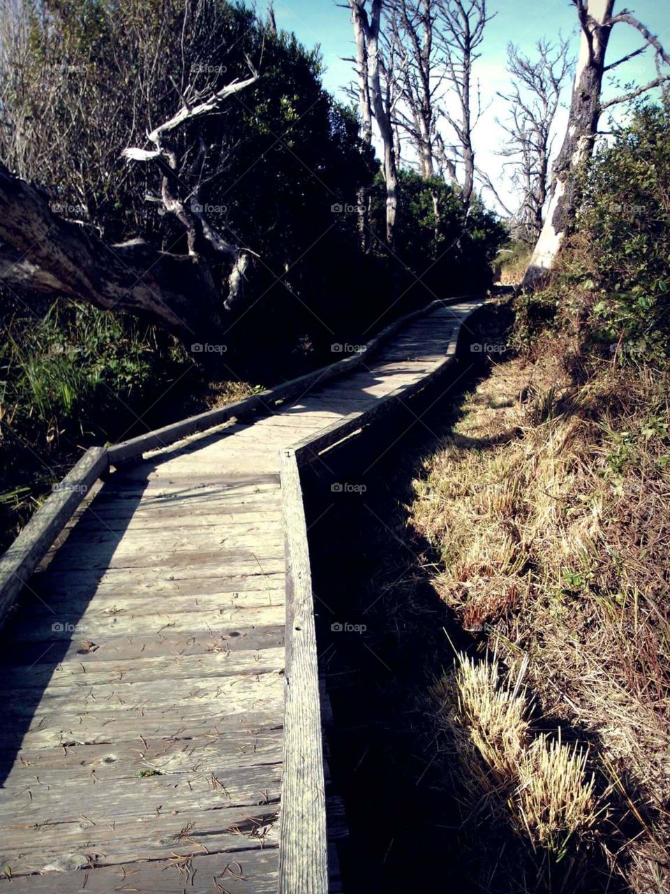 The best paths are the ones that are wooden, since dirt paths can easily be overgrown or lost (Fort Bragg, CA)