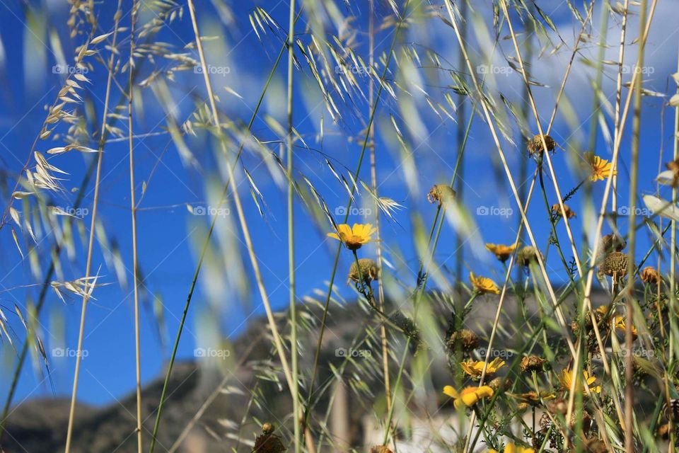 in una giornata di vento