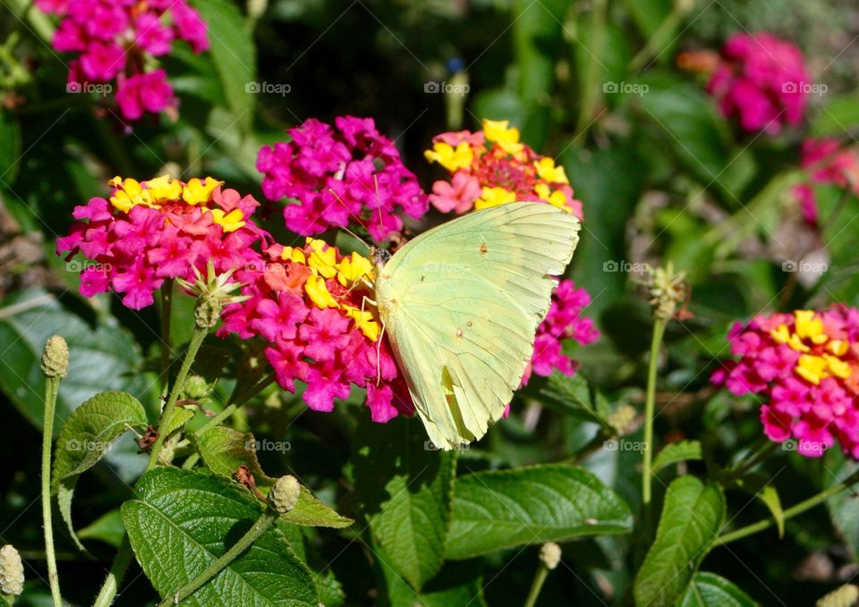 Butterfly on pink flowers