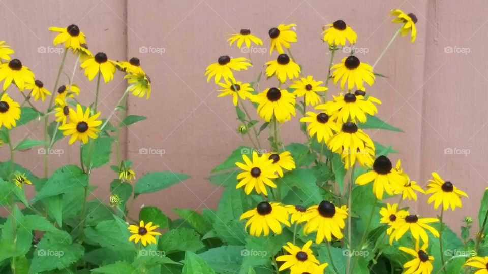 Blackeyed Susans. snapped while walking to favorite restaurant