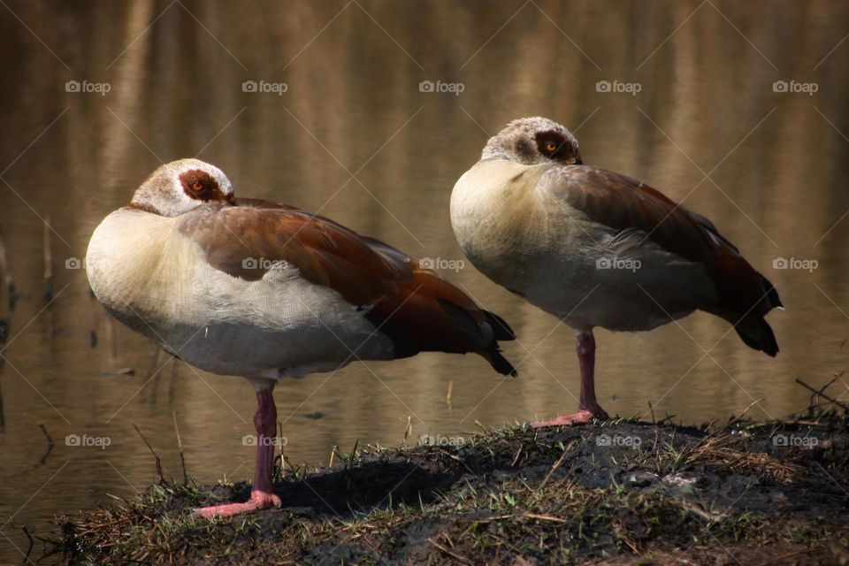 Egyptian geese resting in the afternoon sun.