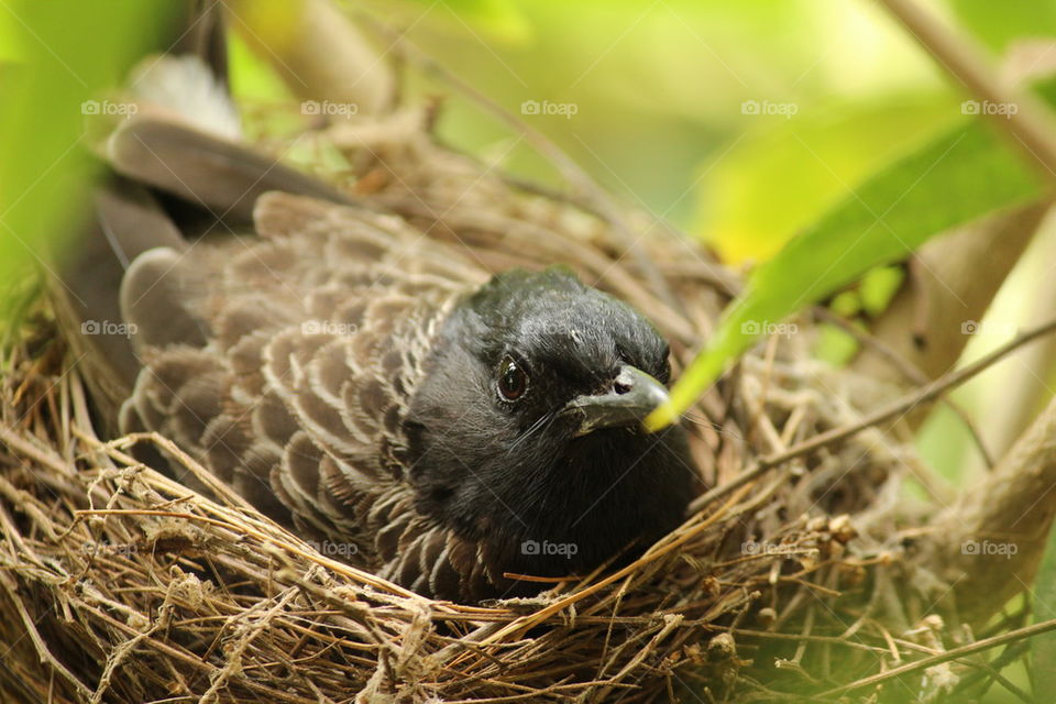 A bird in the nest