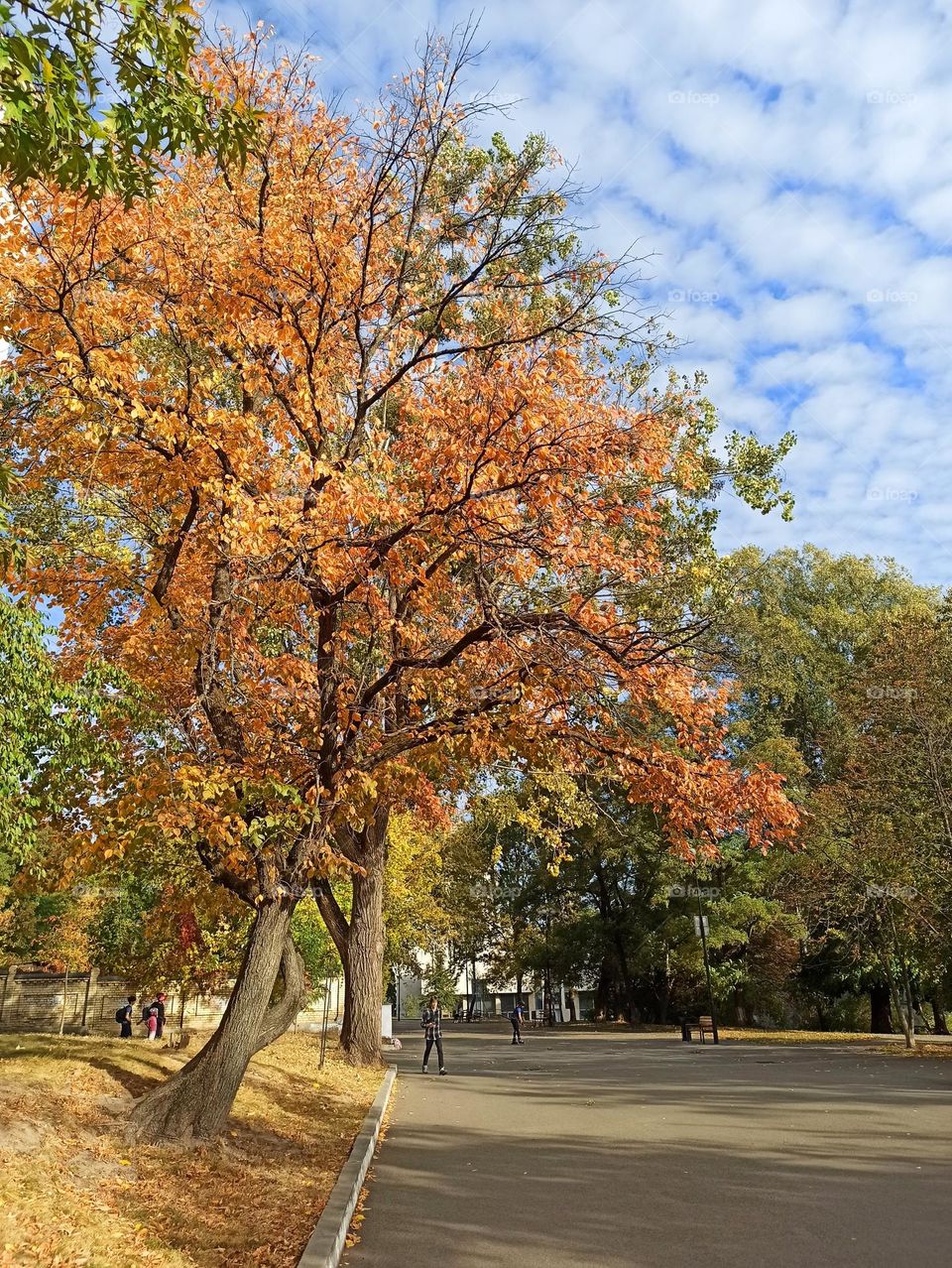 Fall Wins! (Bonus Exclusive Mission)