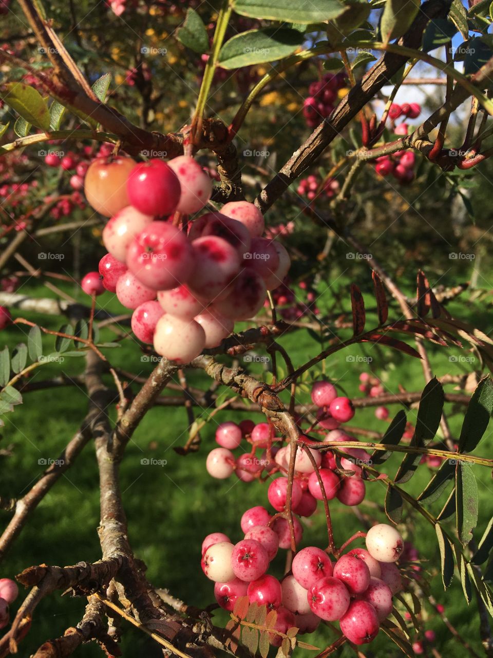 Pink berries 