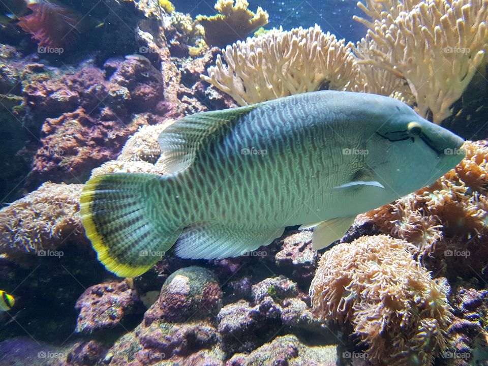 Multicolored fish swimming in aquarium with corals