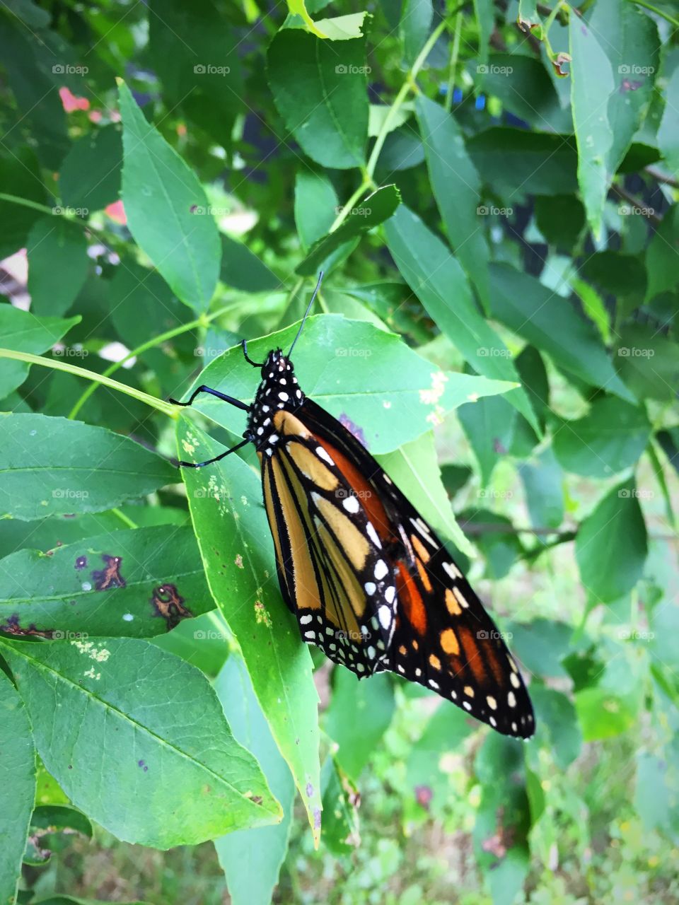 Monarch in my tree with left wing broken but still flying strong 