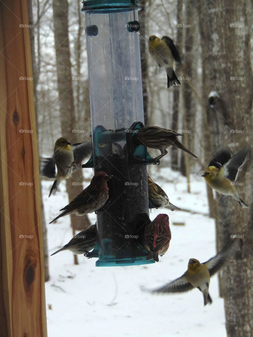 Feeding frenzy 