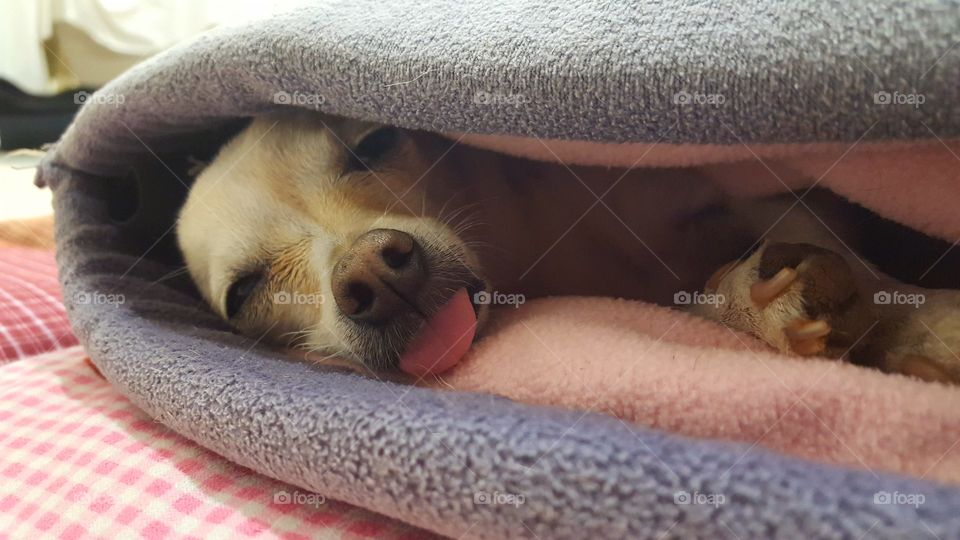 Dog resting in blanket
