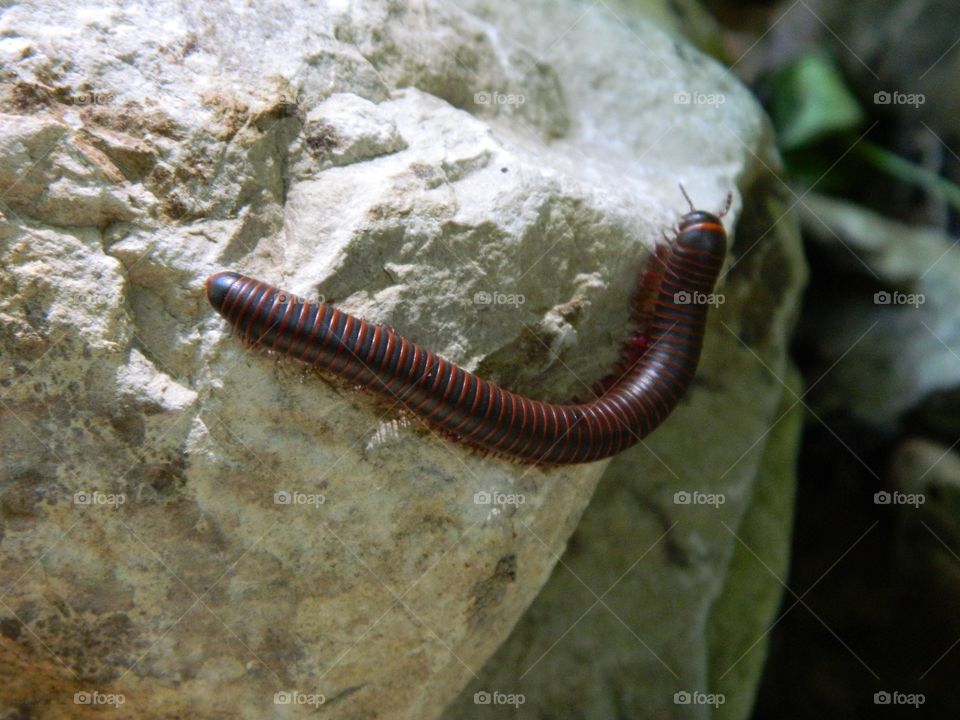 millipede on rock