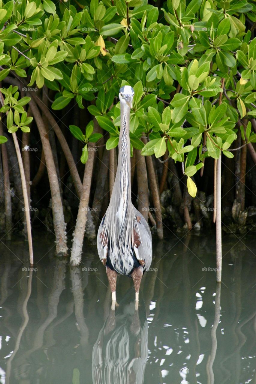 Bird trying to hide in the water 