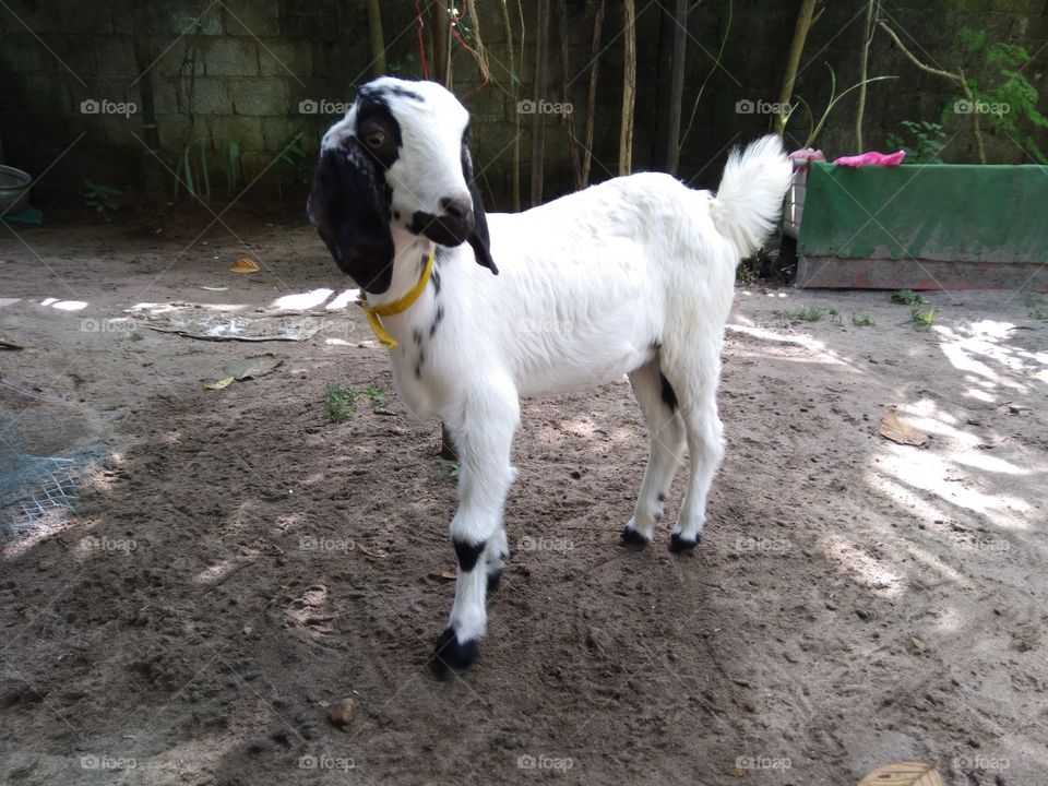 Beauty cute Goat kid...