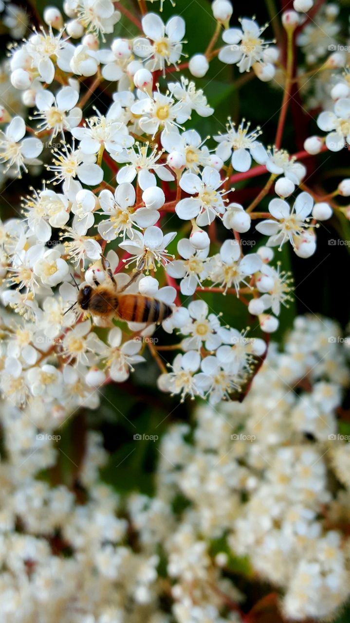 White flowers with a bee.