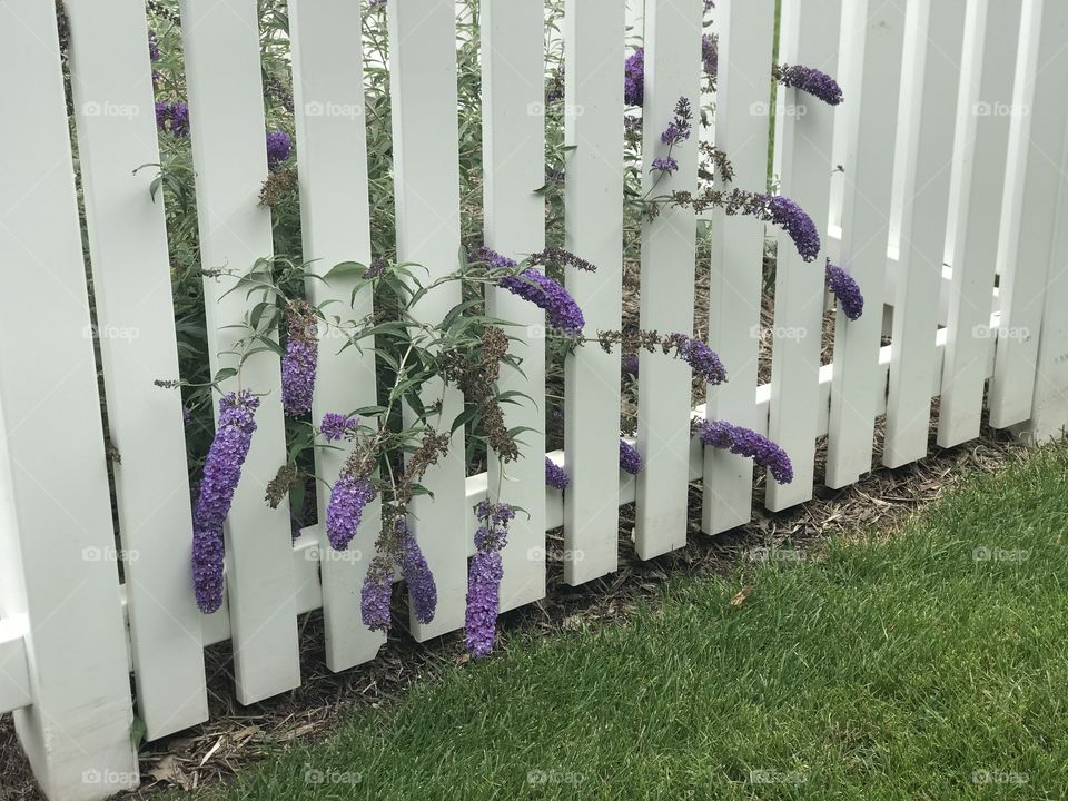 Pretty purple flowers poking out of a white picket fence
