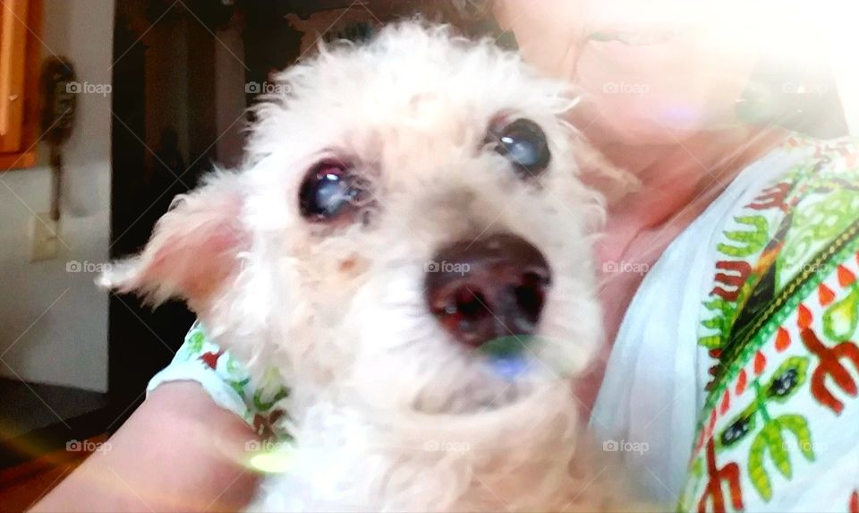 Face of small Apricot Poodle with aging eyes and looking into camera. White poodle held in arms having photo taken.