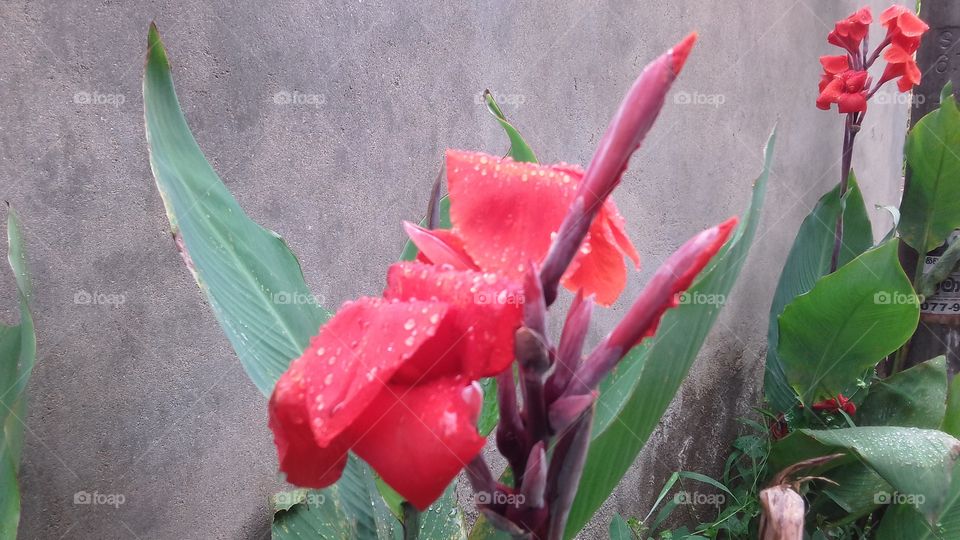 beautiful red flower