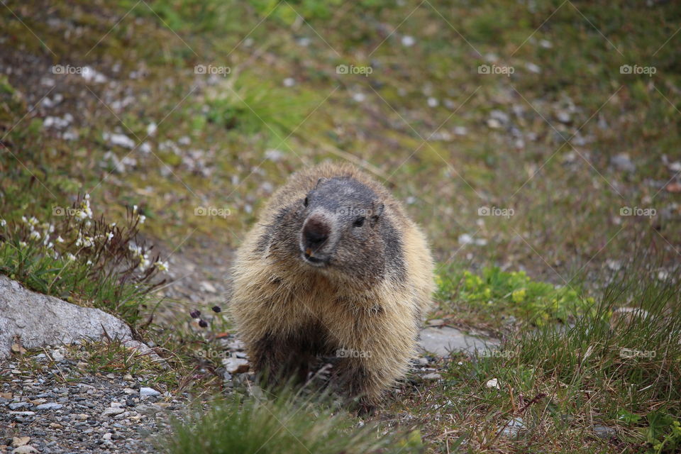 Marmot on grass