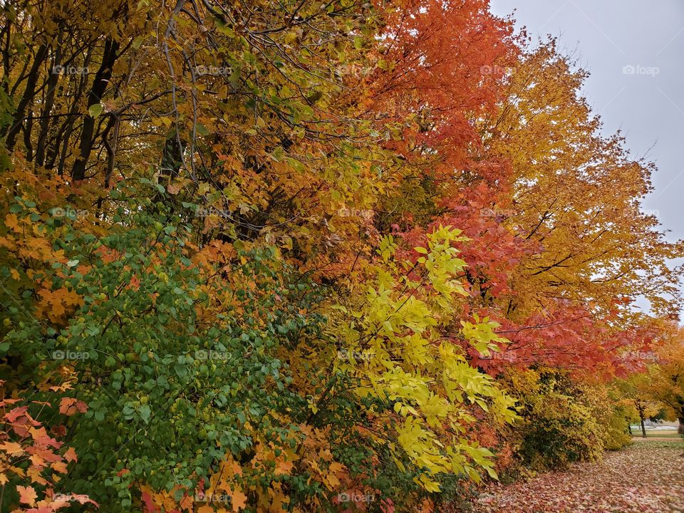 fall colors