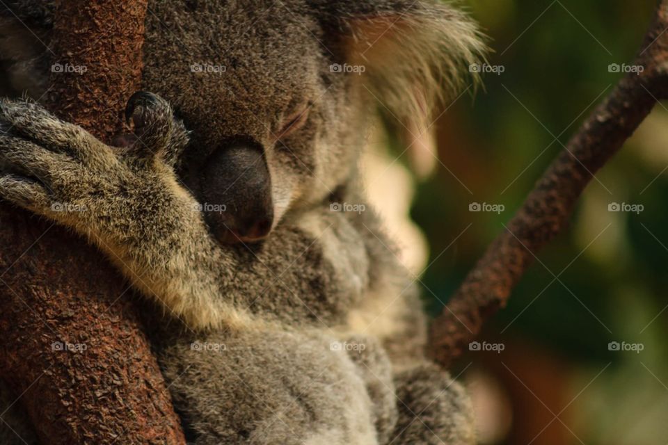 Sleepy Koala