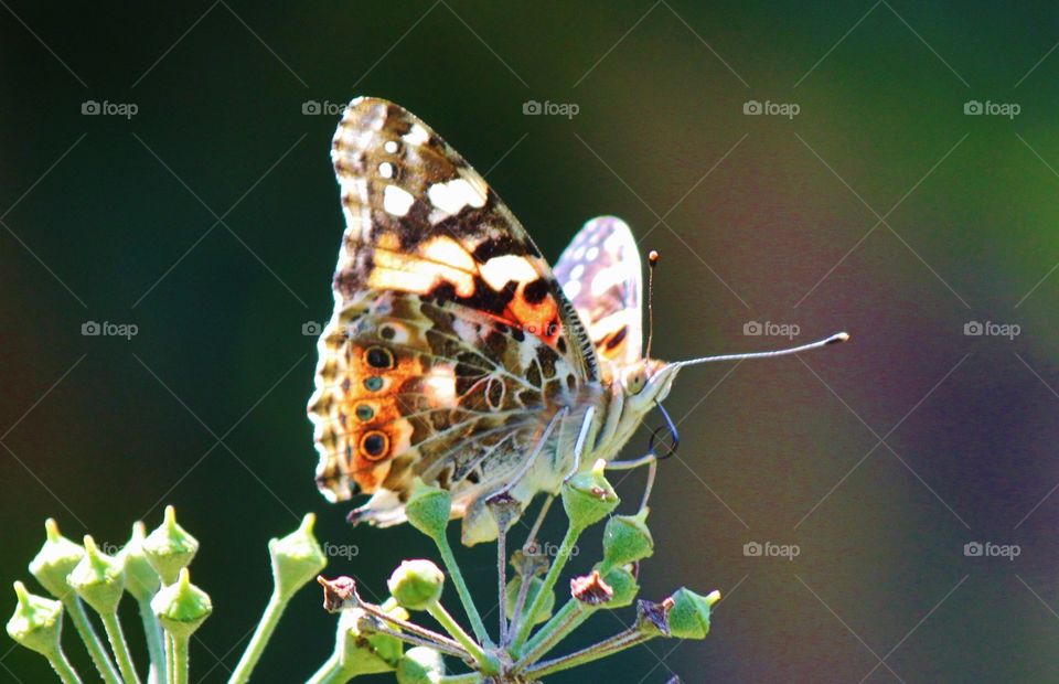 Painted Lady mouth Closeup 