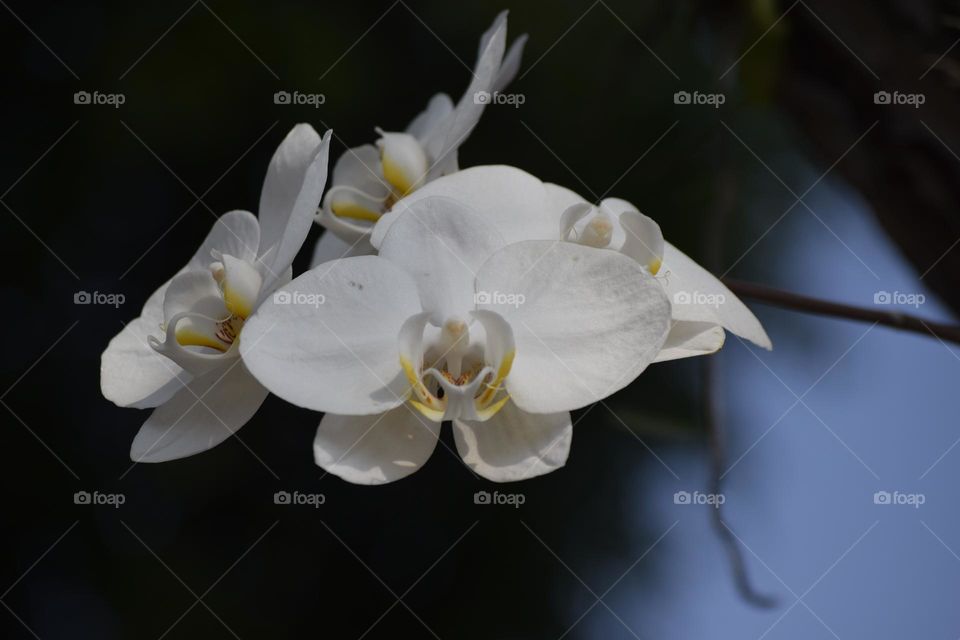 Orchid