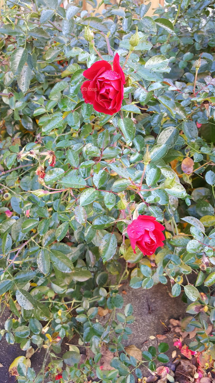 Rose Bush