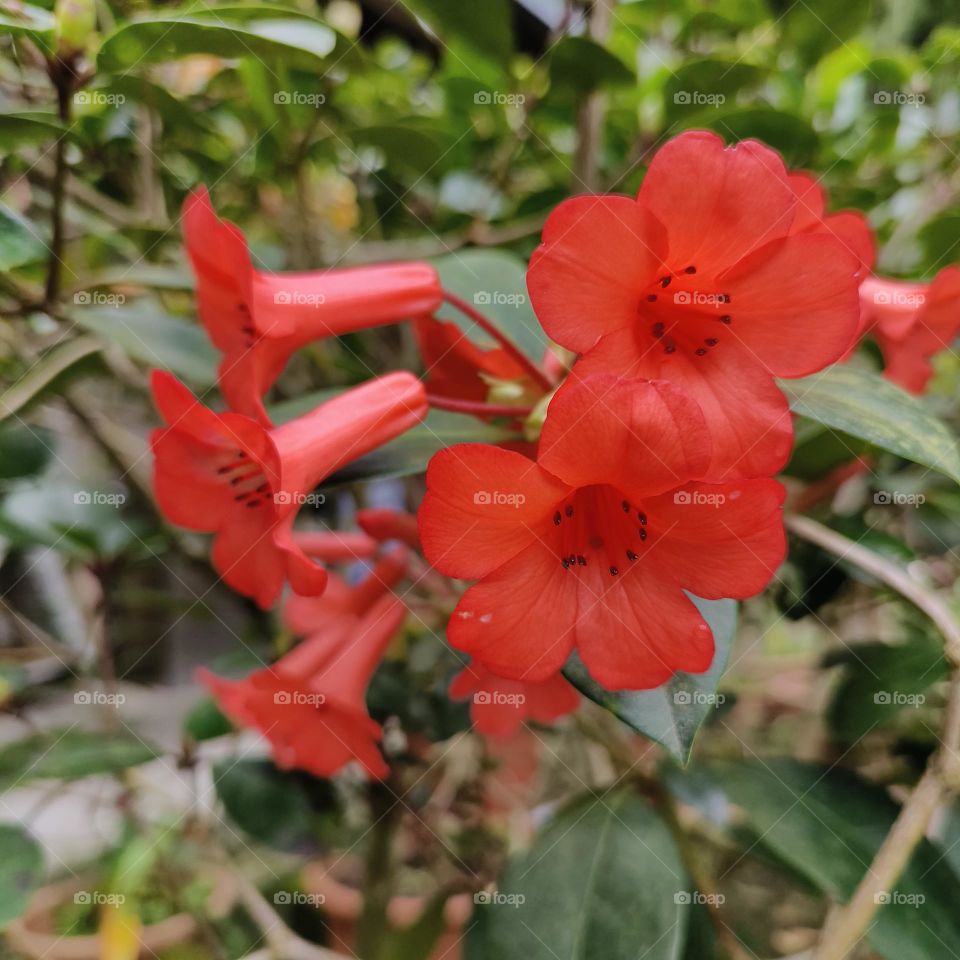 Taiwan Qingshan Farm, Cinnabar Rhododendron