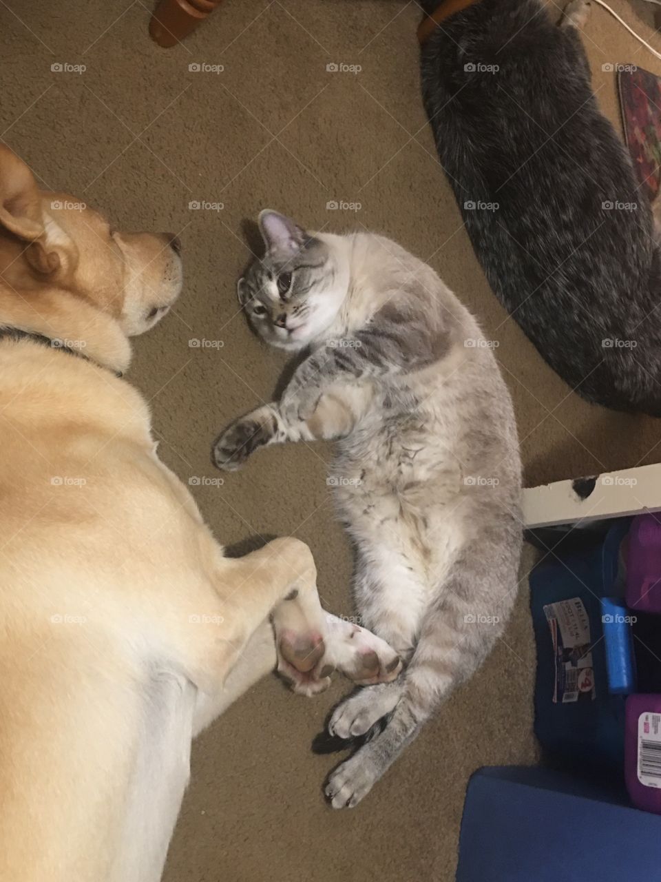 Love of a cat and dog