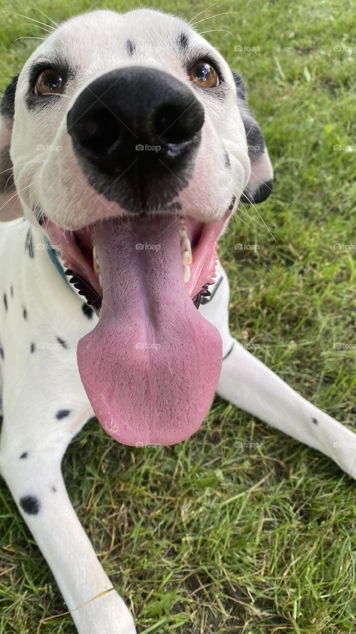 Dog Dalmatian 