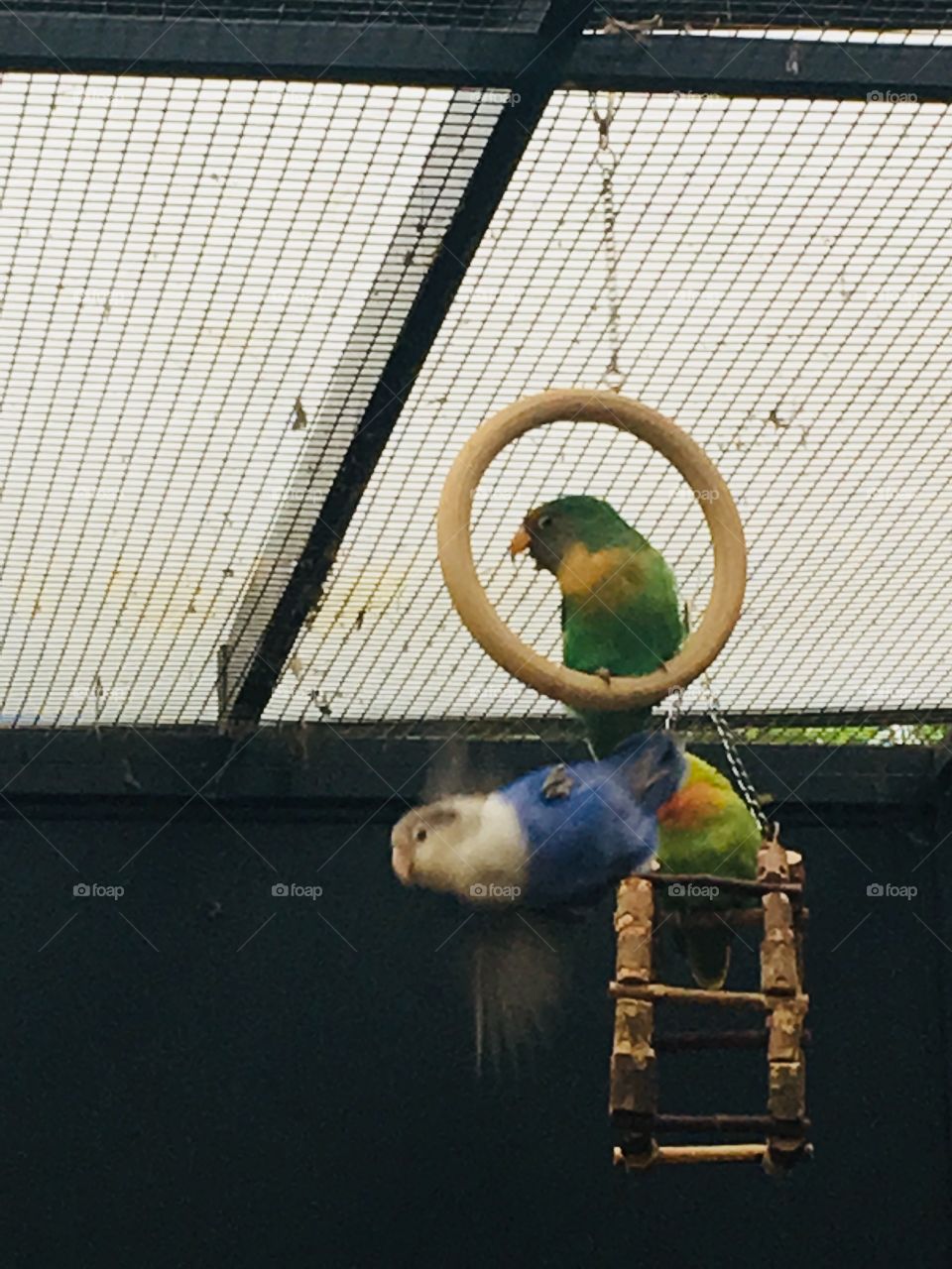 Playing little parrots