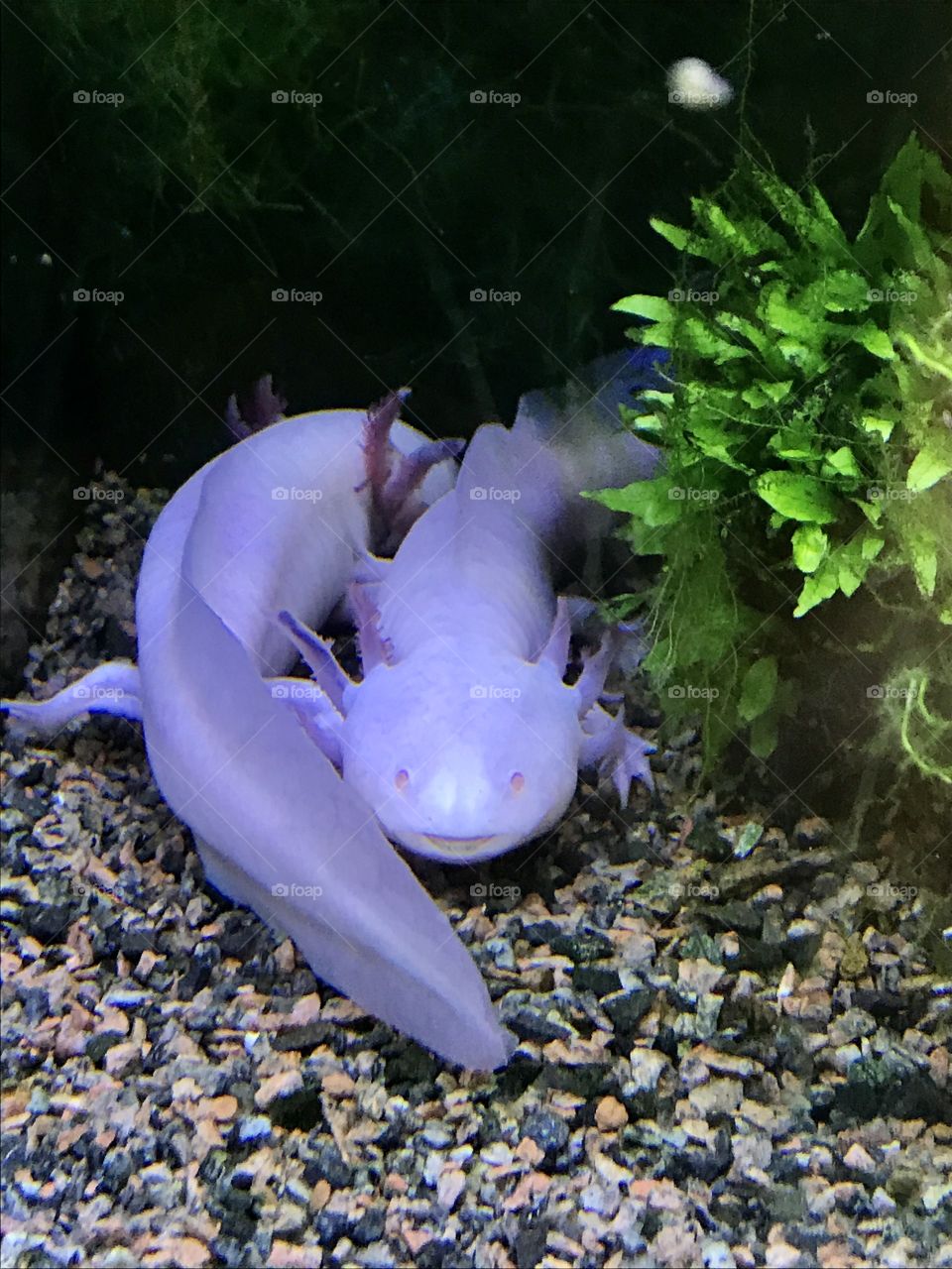Axolotl