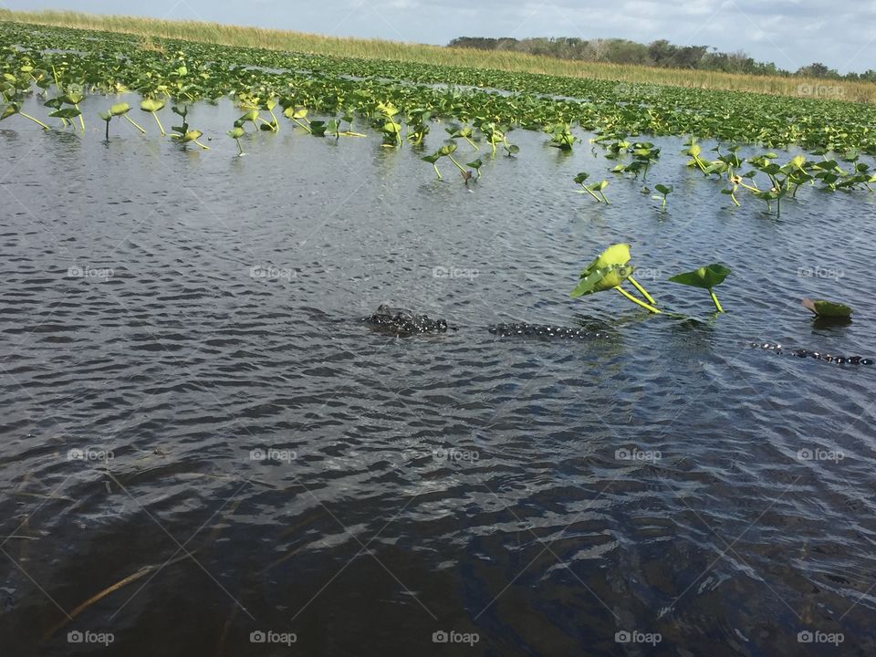 Alligator in the Everglades 