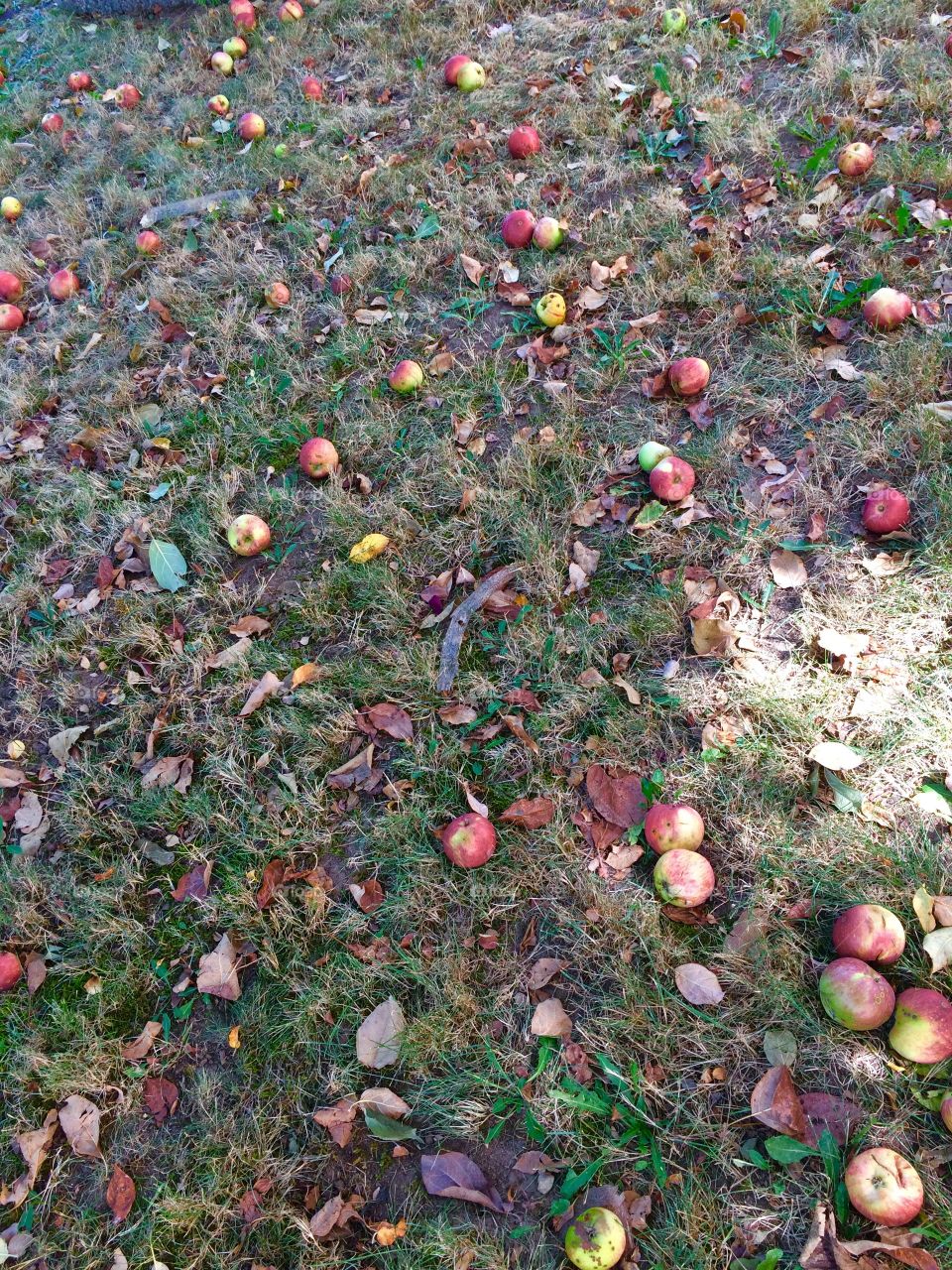 Fallen Apples
