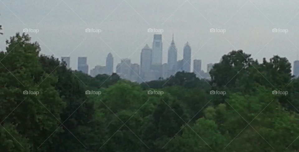 Woods of Philly. woodland scene with Philly as a backdrop.