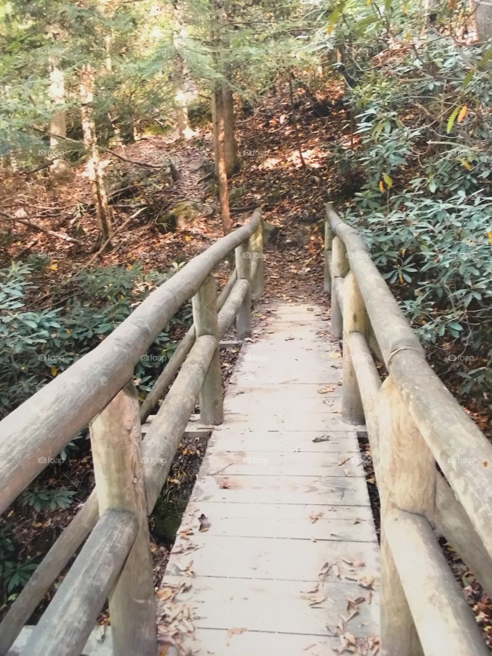 Bridge in the woods