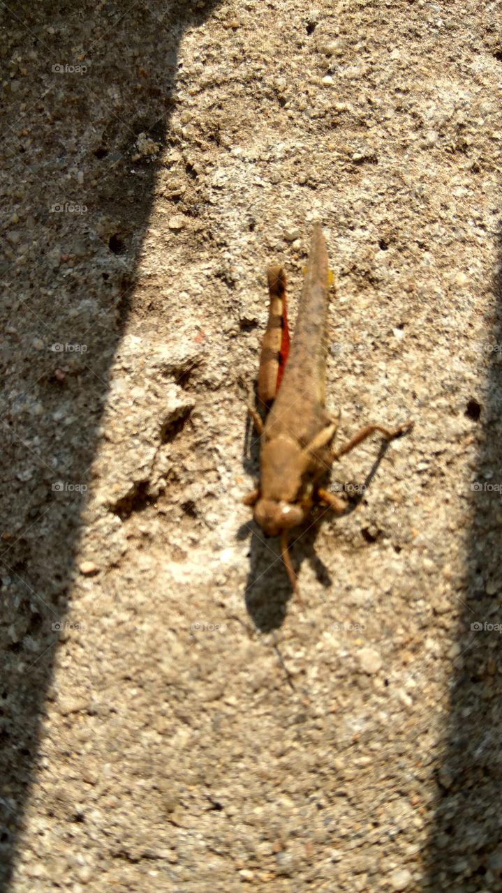 Grasshoppers